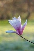BORDE HILL GARDEN, SUSSEX: PALE PINK, WHITE FLOWERS OF MAGNOLIA BIG DUDE, FLOWERING, DECIDUOUS, SHRUBS, BLOOMS, BLOOMING, SPRING, APRIL