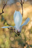 BORDE HILL GARDEN, SUSSEX: WHITE FLOWERS OF MAGNOLIA X VEITCHII ISCA, FLOWERING, DECIDUOUS, SHRUBS, BLOOMS, BLOOMING, SPRING, APRIL