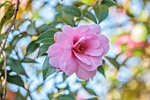 BORDE HILL GARDEN, SUSSEX: PALE PINK FLOWERS OF CAMELLIA DONATION, FLOWERING, DECIDUOUS, SHRUBS, BLOOMS, BLOOMING, SPRING, APRIL