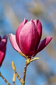BORDE HILL GARDEN, SUSSEX: PINK FLOWERS OF MAGNOLIA SHIRAZZ, FLOWERING, DECIDUOUS, SHRUBS, BLOOMS, BLOOMING, SPRING, APRIL