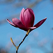 BORDE HILL GARDEN, SUSSEX: PINK FLOWERS OF MAGNOLIA SHIRAZZ, FLOWERING, DECIDUOUS, SHRUBS, BLOOMS, BLOOMING, SPRING, APRIL