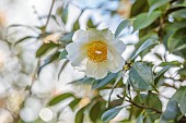 BORDE HILL GARDEN, SUSSEX: CREAM, WHITE, YELLOW FLOWERS, BLOOMS OF CAMELLIA JAPONICA WHITE SWAN, MARCH, SHRUBS