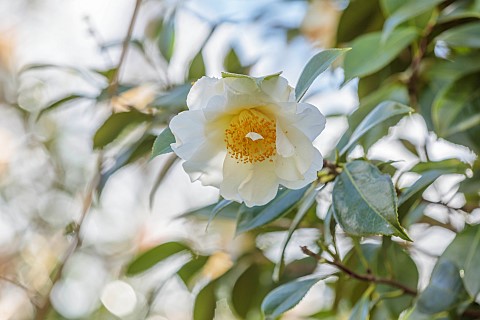 BORDE_HILL_GARDEN_SUSSEX_CREAM_WHITE_YELLOW_FLOWERS_BLOOMS_OF_CAMELLIA_JAPONICA_WHITE_SWAN_MARCH_SHR