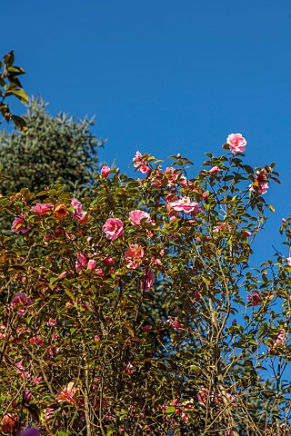 BORDE_HILL_GARDEN_SUSSEX_PINK_FLOWERS_OF_CAMELLIA_X_WILLIAMSII_DONATION_FLOWERING_DECIDUOUS_SHRUBS_B
