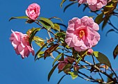 BORDE HILL GARDEN, SUSSEX: PINK FLOWERS OF CAMELLIA X WILLIAMSII DONATION, FLOWERING, DECIDUOUS, SHRUBS, BLOOMS, BLOOMING, SPRING, APRIL