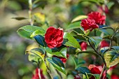 BORDE HILL GARDEN, SUSSEX: RED FLOWERS OF CAMELLIA JAPONICA KONRONKOKU, FLOWERING, DECIDUOUS, SHRUBS, BLOOMS, BLOOMING, SPRING, APRIL