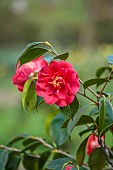 BORDE HILL GARDEN, SUSSEX: RED FLOWERS OF CAMELLIA JAPONICA ALTHAEIFLORA, FLOWERING, DECIDUOUS, SHRUBS, BLOOMS, BLOOMING, SPRING, APRIL