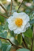 BORDE HILL GARDEN, SUSSEX: CREAM, WHITE, YELLOW FLOWERS, BLOOMS OF CAMELLIA JAPONICA WHITE SWAN, MARCH, SHRUBS