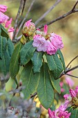 BORDE HILL GARDEN, SUSSEX: PINK FLOWERS OF RHODODENDRON, FLOWERING, DECIDUOUS, SHRUBS, BLOOMS, BLOOMING, SPRING, APRIL