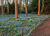 EVENLEY WOOD GARDEN, NORTHAMPTONSHIRE: WOODLAND, TREES, CARPETS, SHEETS, DRIFTS OF BLUE FLOWERS OF SCILLA BITHYNICA, WHITE FLOWERS OF NARCISSUS THALIA, BULBS, FENCE, FENCING, APRIL