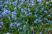 EVENLEY WOOD GARDEN, NORTHAMPTONSHIRE: WOODLAND, TREES, CARPETS, SHEETS, DRIFTS OF BLUE FLOWERS OF SCILLA BITHYNICA, BULBS, APRIL
