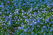 EVENLEY WOOD GARDEN, NORTHAMPTONSHIRE: WOODLAND, TREES, CARPETS, SHEETS, DRIFTS OF BLUE FLOWERS OF SCILLA BITHYNICA, BULBS, APRIL