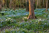 EVENLEY WOOD GARDEN, NORTHAMPTONSHIRE: WOODLAND, TREES, CARPETS, SHEETS, DRIFTS OF BLUE FLOWERS OF SCILLA BITHYNICA, WHITE FLOWERS OF NARCISSUS THALIA, BULBS, APRIL