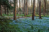 EVENLEY WOOD GARDEN, NORTHAMPTONSHIRE: WOODLAND, TREES, CARPETS, SHEETS, DRIFTS OF BLUE FLOWERS OF SCILLA BITHYNICA, WHITE FLOWERS OF NARCISSUS THALIA, BULBS, APRIL