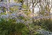 EVENLEY WOOD GARDEN, NORTHAMPTONSHIRE: WOODLAND, TREES, APRIL, BLOSSOM, FLOWERS, BLOOMS OF PRUNUS PANDORA