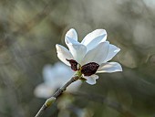 EVENLEY WOOD GARDEN, NORTHAMPTONSHIRE: WHITE FLOWERS OF MAGNOLIA PIROUETTE, WOODLAND, TREES, APRIL