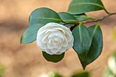 EVENLEY WOOD GARDEN, NORTHAMPTONSHIRE: WHITE FLOWERS OF CAMELLIA, WOODLAND, TREES, APRIL