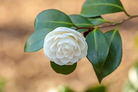 EVENLEY_WOOD_GARDEN_NORTHAMPTONSHIRE_WHITE_FLOWERS_OF_CAMELLIA_WOODLAND_TREES_APRIL