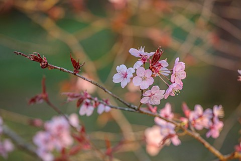 EVENLEY_WOOD_GARDEN_NORTHAMPTONSHIRE_WOODLAND_TREES_APRIL_BLOSSOM_PINK_FLOWERS_BLOOMS_OF_PRUNUS