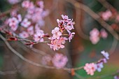 EVENLEY WOOD GARDEN, NORTHAMPTONSHIRE: WOODLAND, TREES, APRIL, BLOSSOM, PINK FLOWERS, BLOOMS OF PRUNUS