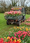 BROWN FLOWERS, OXFORDSHIRE: ANNA BROWNS TRUCK FILLED WITH TULIPS, SPRING, APRIL, TULIP FIELD
