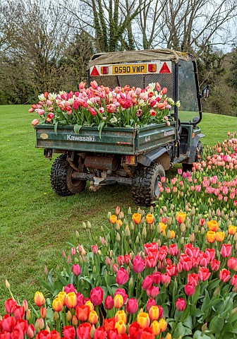 BROWN_FLOWERS_OXFORDSHIRE_ANNA_BROWNS_TRUCK_FILLED_WITH_TULIPS_SPRING_APRIL_TULIP_FIELD