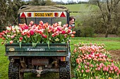 BROWN FLOWERS, OXFORDSHIRE: ANNA BROWNS IN HER TRUCK WHICH IS FILLED WITH TULIPS, SPRING, APRIL, TULIP FIELD