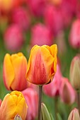 BROWN FLOWERS, OXFORDSHIRE: CLOSE UP OF BLOOMS, FLOWERS, OF TULIP, APRIL, BULBS, BLOOMING, FLOWERING
