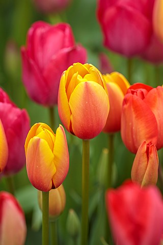 BROWN_FLOWERS_OXFORDSHIRE_CLOSE_UP_OF_BLOOMS_FLOWERS_OF_TULIP_APRIL_BULBS_BLOOMING_FLOWERING