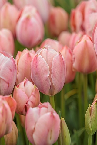 BROWN_FLOWERS_OXFORDSHIRE_CLOSE_UP_OF_BLOOMS_FLOWERS_OF_TULIP_APRIL_BULBS_BLOOMING_FLOWERING