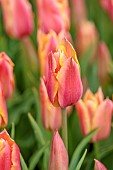 BROWN FLOWERS, OXFORDSHIRE: CLOSE UP OF BLOOMS, FLOWERS, OF TULIP, APRIL, BULBS, BLOOMING, FLOWERING