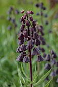 BROWN FLOWERS, OXFORDSHIRE: CLOSE UP OF PURPLE BLOOMS, FLOWERS, OF FRITILLARY, FRITILLARIA PERSICA, APRIL, BULBS, BLOOMING, FLOWERING