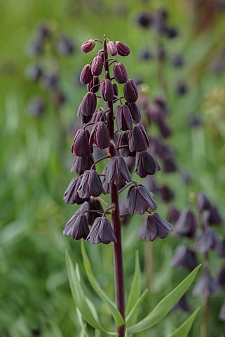 BROWN_FLOWERS_OXFORDSHIRE_CLOSE_UP_OF_PURPLE_BLOOMS_FLOWERS_OF_FRITILLARY_FRITILLARIA_PERSICA_APRIL_
