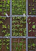 BROWN FLOWERS, OXFORDSHIRE: SEEDLINGS IN ANNAS GREENHOUSE GROWING IN TRAYS, APRIL. AT CENTRE FRENCH MARIGOLD SEEDLING, TAGETES KONSTANCE