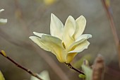 BORDE HILL GARDEN, SUSSEX: WHITE, CREAM, YELLOW FLOWERS OF MAGNOLIA SUNDANCE, FLOWERING, DECIDUOUS, SHRUBS, BLOOMS, BLOOMING, SPRING, APRIL