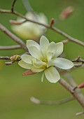 BORDE HILL GARDEN, SUSSEX: WHITE, CREAM, YELLOW FLOWERS OF MAGNOLIA GOLD STAR, FLOWERING, DECIDUOUS, SHRUBS, BLOOMS, BLOOMING, SPRING, APRIL