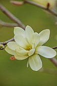 BORDE HILL GARDEN, SUSSEX: WHITE, CREAM, YELLOW FLOWERS OF MAGNOLIA GOLD STAR, FLOWERING, DECIDUOUS, SHRUBS, BLOOMS, BLOOMING, SPRING, APRIL