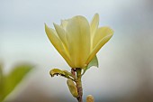 BORDE HILL GARDEN, SUSSEX: WHITE, CREAM, YELLOW FLOWERS OF MAGNOLIA GOLDEN POND, FLOWERING, DECIDUOUS, SHRUBS, BLOOMS, BLOOMING, SPRING, APRIL