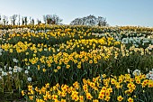 ESKER FARM DAFFODILS, NORTHERN IRELAND: ROWS OF DAFFODILS AT THE NURSERY, DAFFODILS, FLOWERS, FLOWERING, BLOOMS, BLOOMING, APRIL, BULBS, FIELDS, CUTTING
