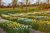 ESKER FARM DAFFODILS, NORTHERN IRELAND: ROWS OF DAFFODILS AT THE NURSERY, DAFFODILS, FLOWERS, FLOWERING, BLOOMS, BLOOMING, APRIL, BULBS, FIELDS, CUTTING, DAWN, SUNRISE