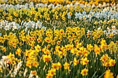 ESKER FARM DAFFODILS, NORTHERN IRELAND: ROWS OF DAFFODILS AT THE NURSERY, DAFFODILS, FLOWERS, FLOWERING, BLOOMS, BLOOMING, APRIL, BULBS, FIELDS, CUTTING, DAWN, SUNRISE