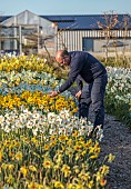 ESKER FARM DAFFODILS, NORTHERN IRELAND: OWNER DAVE HARDY, ROWS OF DAFFODILS AT THE NURSERY, DAFFODILS, FLOWERS, FLOWERING, BLOOMS, BLOOMING, APRIL, BULBS, FIELDS