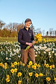 ESKER FARM DAFFODILS, NORTHERN IRELAND: OWNER JULIE HARDY, ROWS OF DAFFODILS AT THE NURSERY, DAFFODILS, FLOWERS, FLOWERING, BLOOMS, BLOOMING, APRIL, BULBS, FIELDS