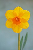 ESKER FARM DAFFODILS, NORTHERN IRELAND: DAFFODILS, FLOWERS, FLOWERING, BLOOMS, BLOOMING, APRIL, BULBS, NARCISSUS HOT LAVA
