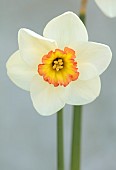 ESKER FARM DAFFODILS, NORTHERN IRELAND: DAFFODILS, FLOWERS, FLOWERING, BLOOMS, BLOOMING, APRIL, BULBS, NARCISSUS