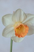 ESKER FARM DAFFODILS, NORTHERN IRELAND: DAFFODILS, FLOWERS, FLOWERING, BLOOMS, BLOOMING, APRIL, BULBS, NARCISSUS CANDY CASUAL
