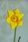 ESKER FARM DAFFODILS, NORTHERN IRELAND: DAFFODILS, FLOWERS, FLOWERING, BLOOMS, BLOOMING, APRIL, BULBS, NARCISSUS BURNING RING