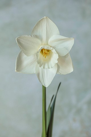 ESKER_FARM_DAFFODILS_NORTHERN_IRELAND_DAFFODILS_CREAM_WHITE_FLOWERS_FLOWERING_BLOOMS_BLOOMING_APRIL_