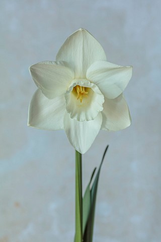 ESKER_FARM_DAFFODILS_NORTHERN_IRELAND_DAFFODILS_CREAM_WHITE_FLOWERS_FLOWERING_BLOOMS_BLOOMING_APRIL_