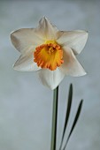 ESKER FARM DAFFODILS, NORTHERN IRELAND: DAFFODILS, WHITE, ORANGE FLOWERS, FLOWERING, BLOOMS, BLOOMING, APRIL, BULBS, NARCISSUS MARGARETS MELODY